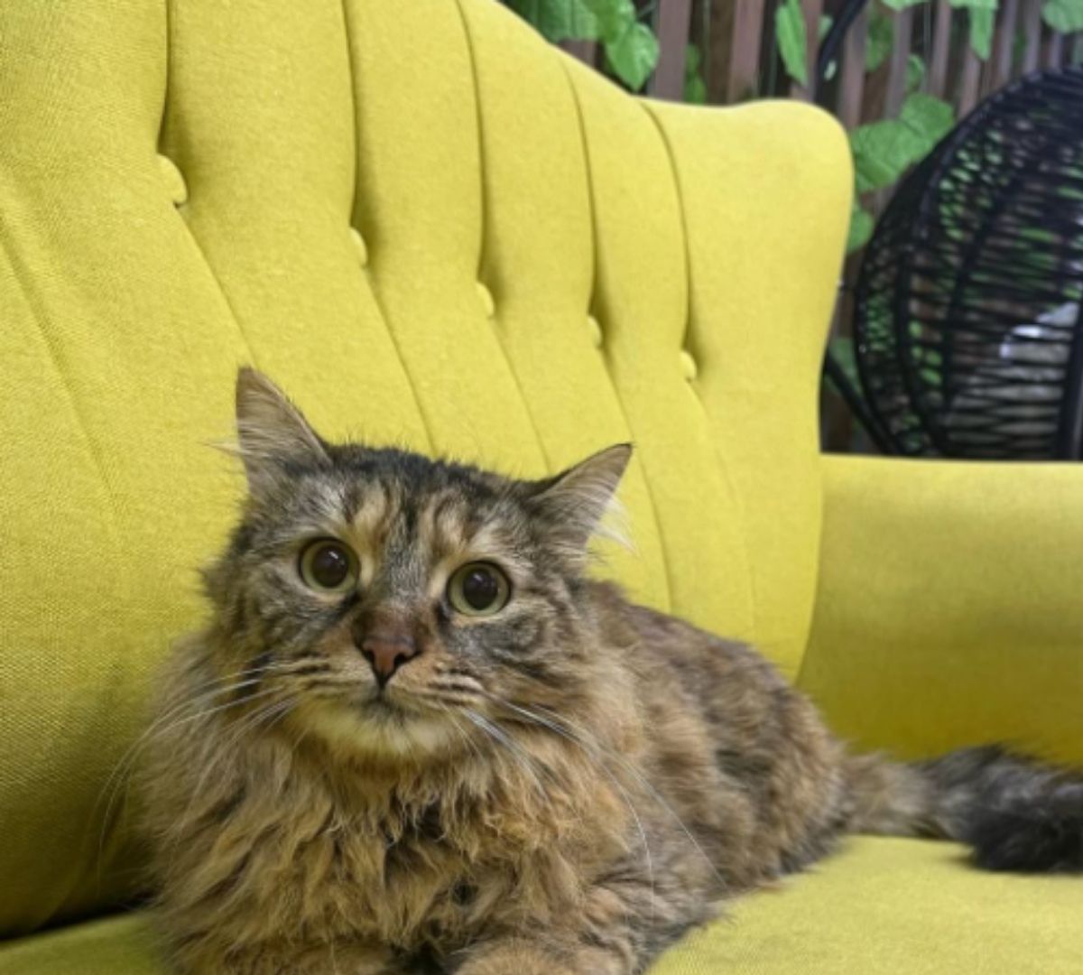 Muayene sırasında dostumuzla ilgilenen veteriner hekim