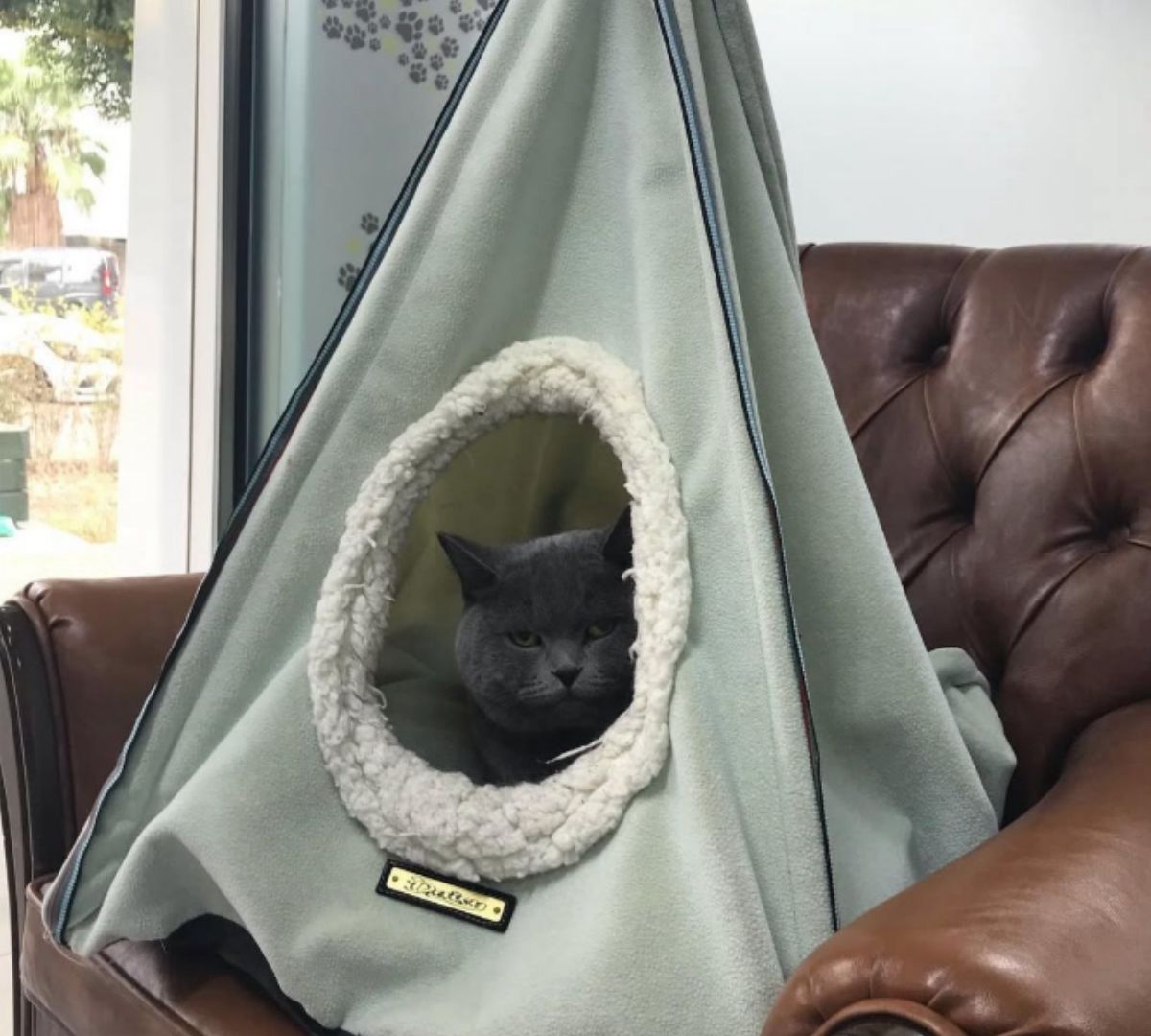 Sevimli bir köpek muayene sonrası