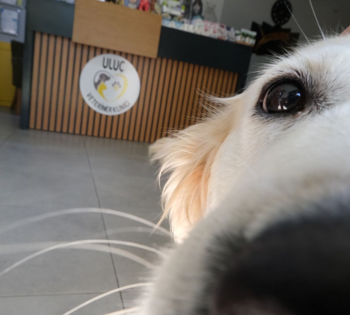 Muayene öncesi dikkatli bir bakış