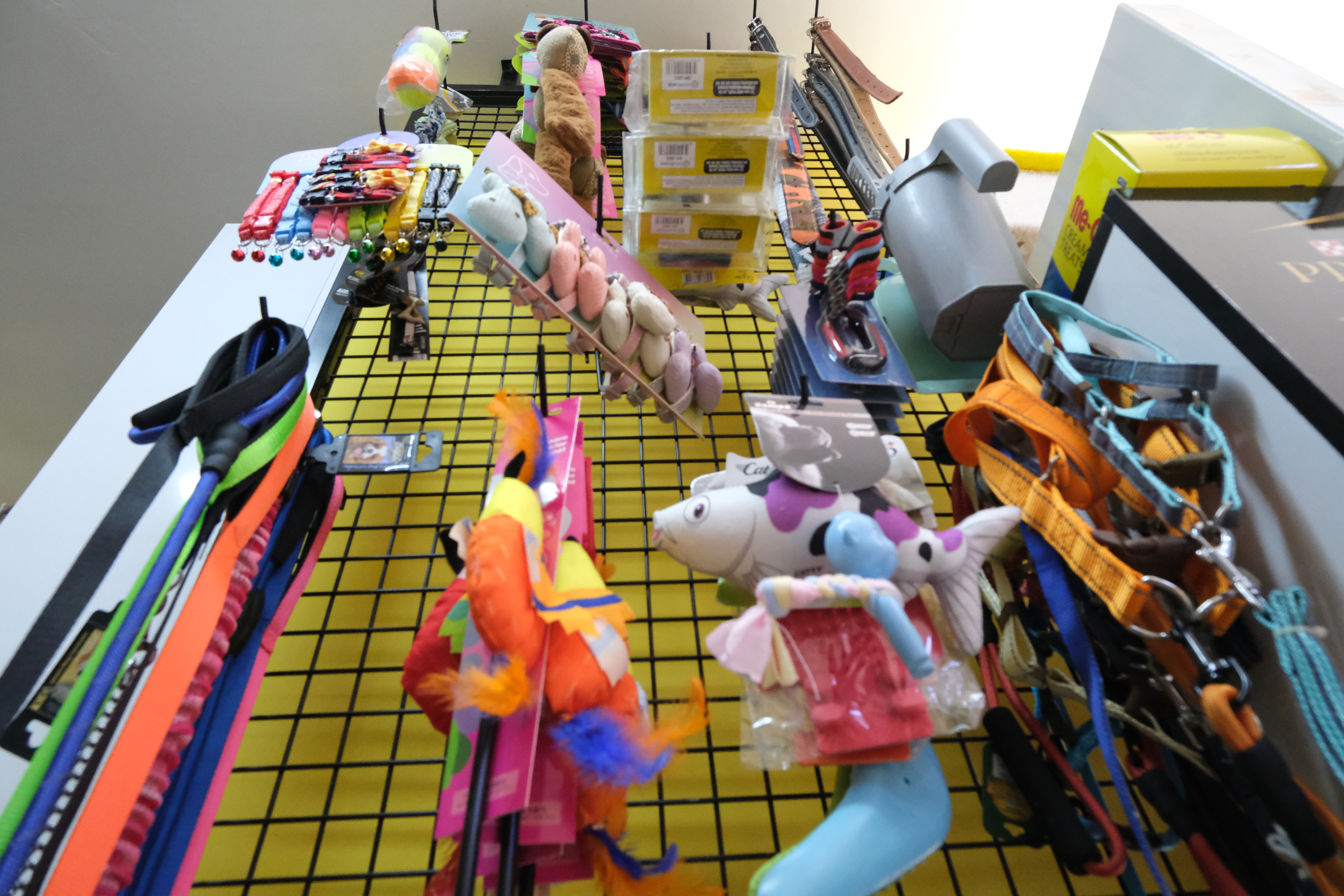 Kediler için aşı takvimi görseli